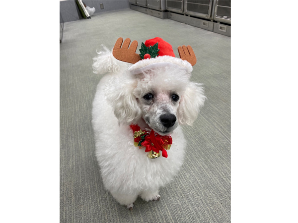生徒が撮影したモデル犬☆